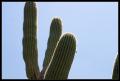 CRW_8935 Saguaro arms